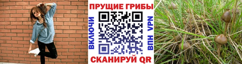 Псилоцибиновые грибы Psilocybine cubensis  Купить закладки  Сычёвка 